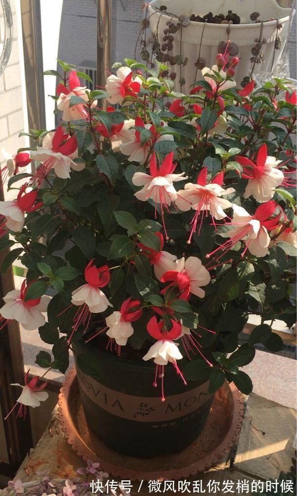 光照|阳台养花“6大错”,错了一个就黄叶,都占了就是“养花杀手”