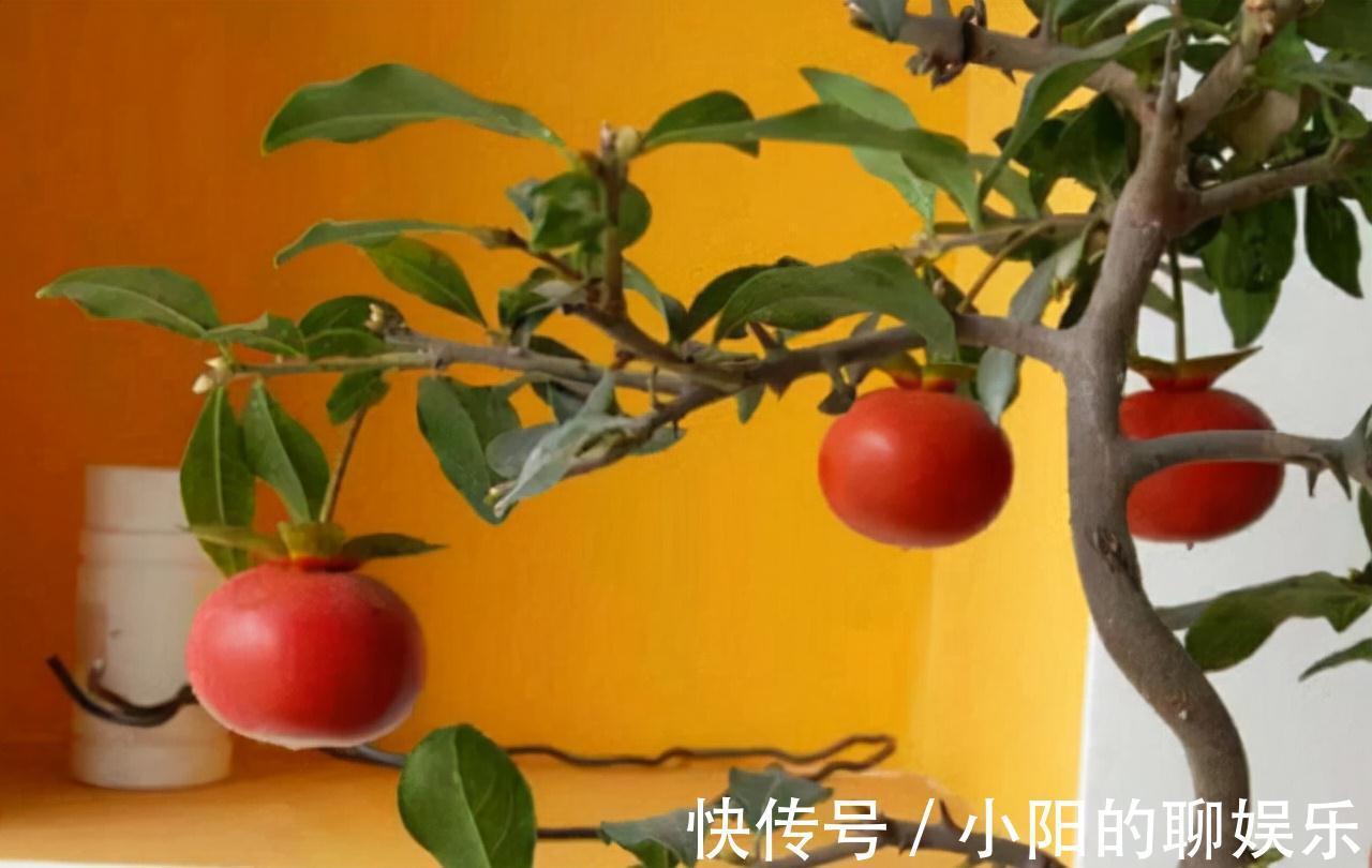 “寿命长”的11种花，好养寓意好，越养越值钱