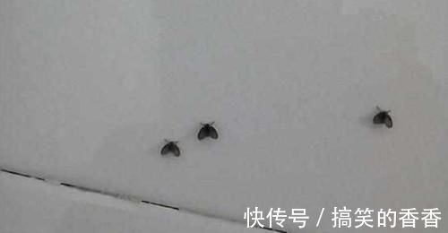 把它倒进卫生间，小飞虫立马消失不见，方法简单效果立竿见影