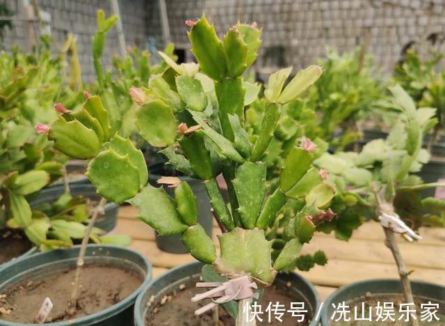 蟹爪兰嫁接后如何管理做好“3点”，叶片爆盆，花期开花也爆盆