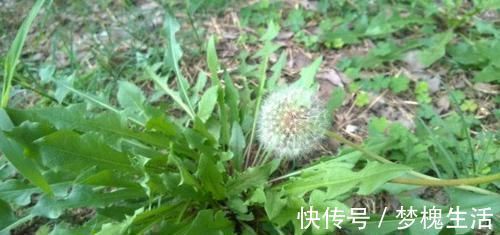 药用价值|农村风吹满天飞的野草,人称“尿床草”,是中药材的八大金刚之一
