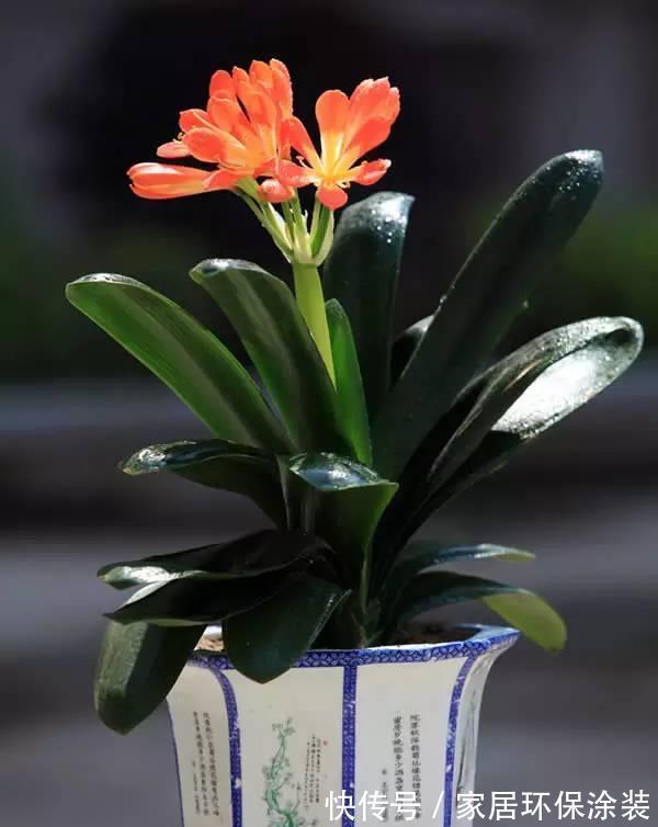 秋天|秋天别忘给君子兰换一次盆，根系壮实，叶子更多，花大色艳