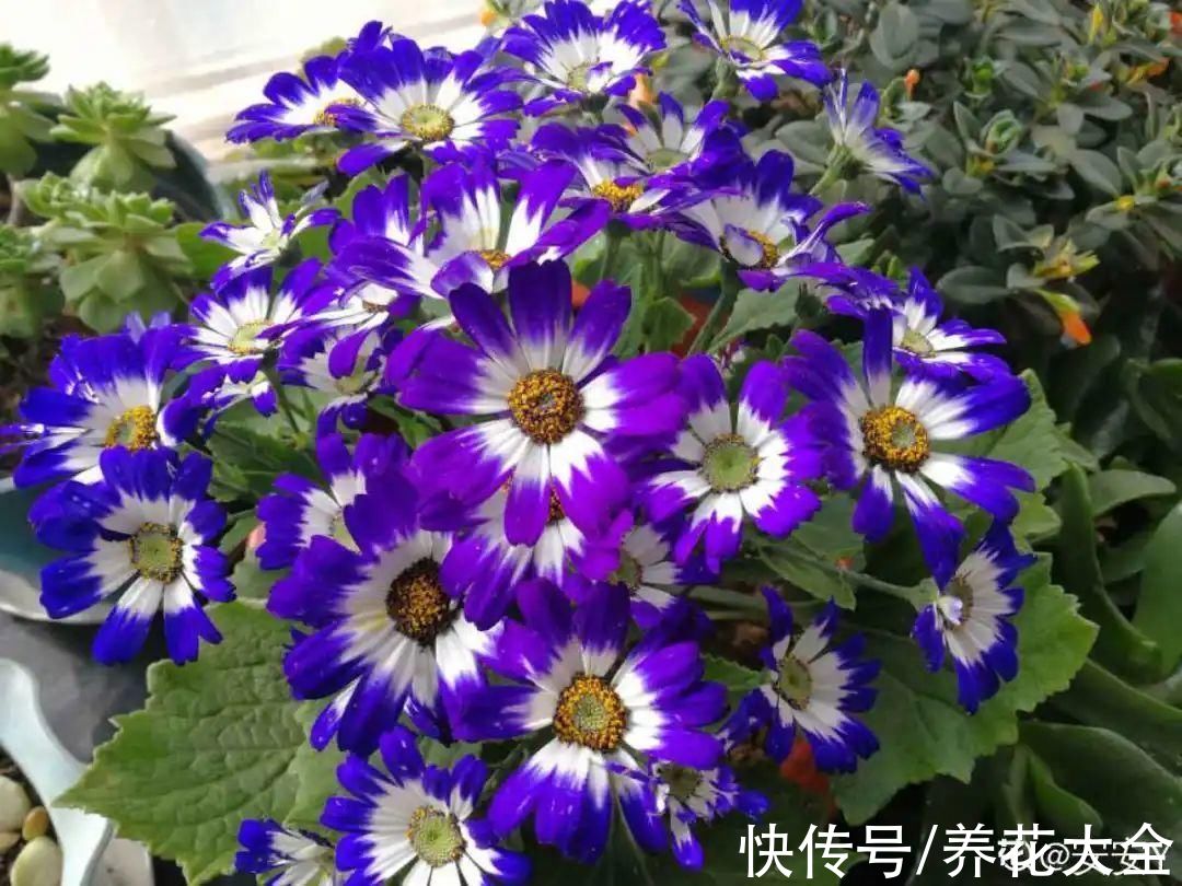 磷酸二氢钾|9种花是“一次性”，年前买、年后扔，不心疼钱吗？