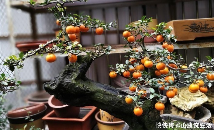 瓶兰花|这种植物的果子挂枝头很像灯笼，是观果盆景的上好品种，你喜欢吗