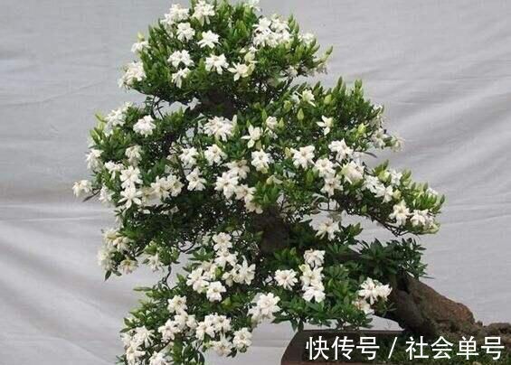 黄叶|养“栀子花”，注意1个小细节，不黄叶、不掉苞，油绿茂盛开花多
