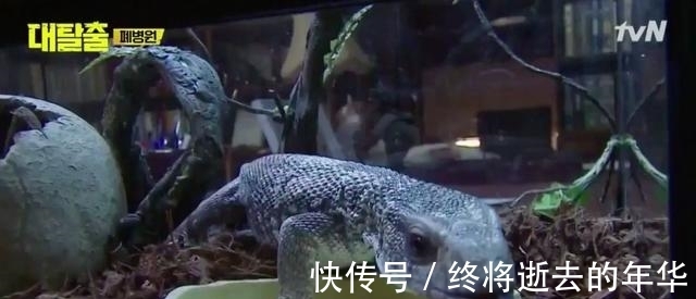 鄭中淵|上一季9.6,這一季9.4,神綜只能拍手叫絕