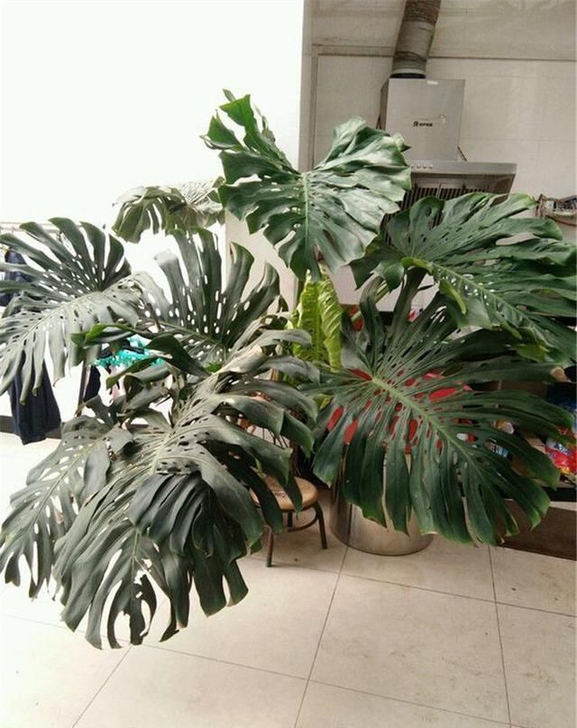 龟背竹叶片小、茎细怎么办简单1个方法,叶大油绿,窜到2米高