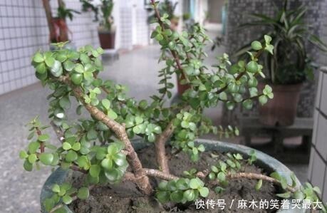 马齿苋树|聪明人喜欢“2绿植”，养人还旺财，枝条变老后，就成“镇家宝”！