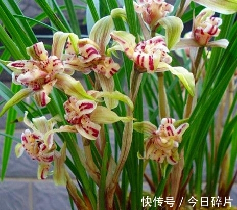 花友|春兰奇花之“天彭牡丹”,曾是兰花界的“王者”,如今已跌落神坛