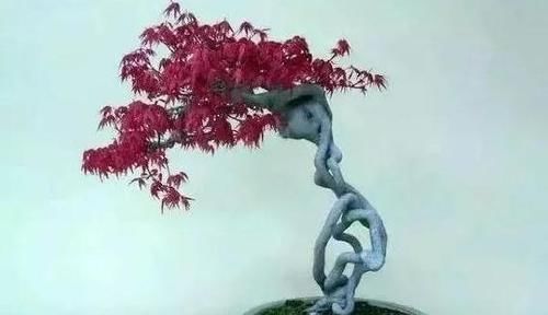 简单的4个方法，就能培养出深受人们喜爱的提根式盆景，一学就会