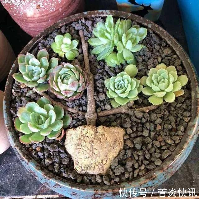 灵感|多肉拼盘玩一次就上瘾,这些创意拼法,你一定喜欢