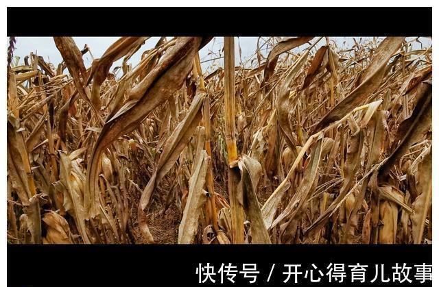 红轴|明年种玉米：夏播区淘汰958类白轴品种，是真正的智慧