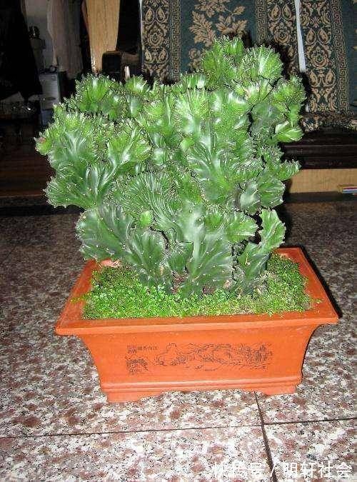 聪明人养这2种盆景,样子不招喜欢,寓意却极好,净化空气效果好