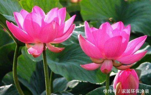 莲花|季刊花卉,开花幽香暗淡,花型圆滚惹人爱,入手不亏