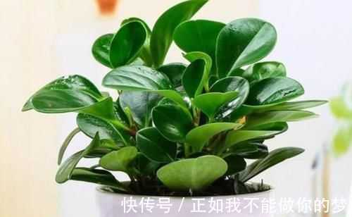 二手烟|家养3种花,带走甲醛、二手烟,净化空气,不易生病好养护