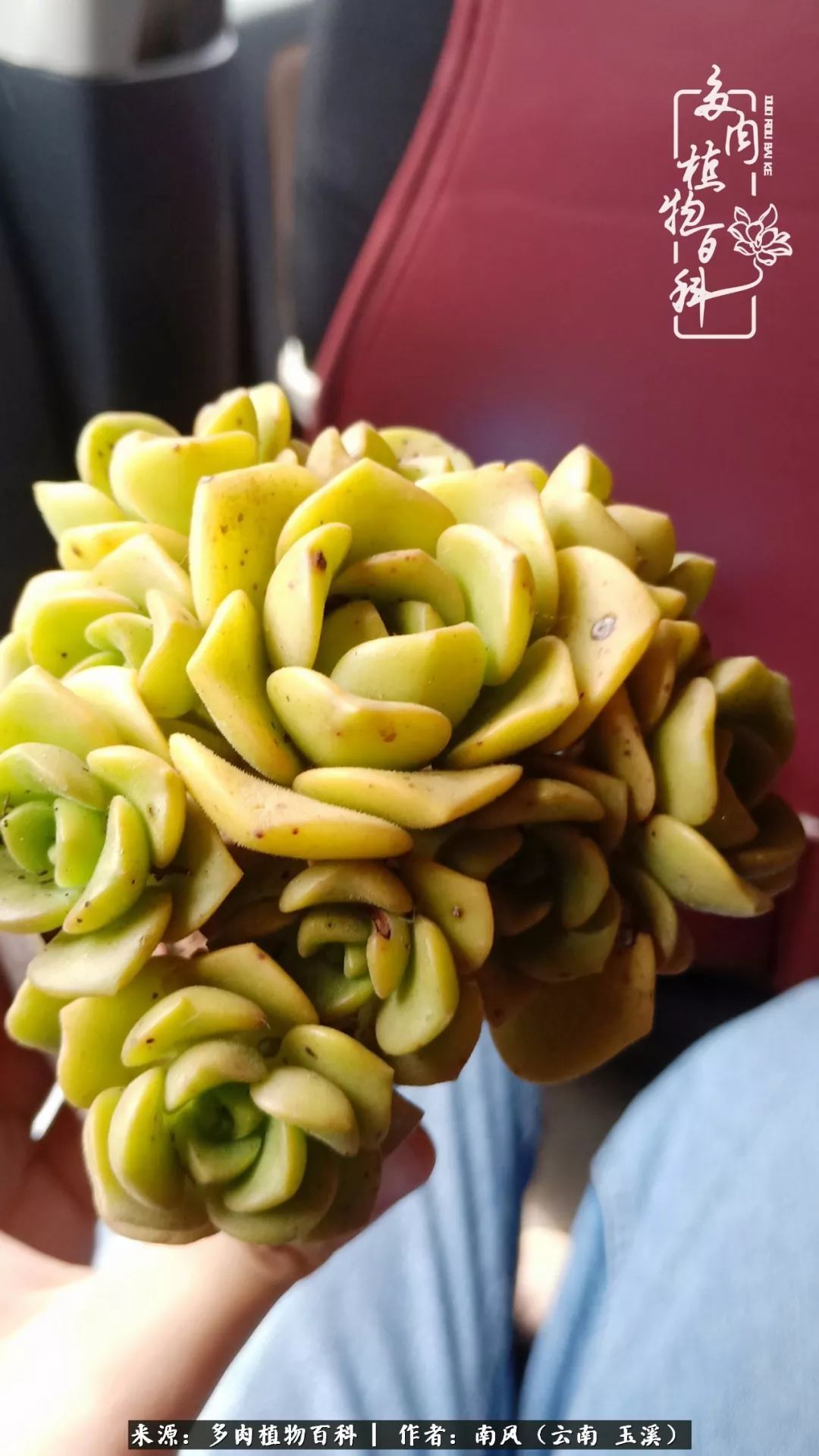 从小喜欢绿植，后来遇见多肉，情不知所起，那就再接再厉！