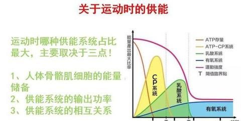 跑步|作为跑者你知道跑步时身体是怎样供能的吗?揭秘人体三大供能系统