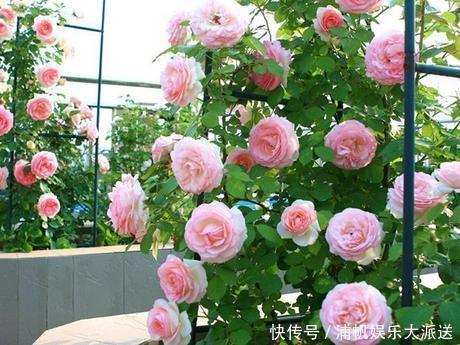 此花是花丛中妖娆起舞的仙女,绚丽缤纷唯美优雅,让人深深着迷!