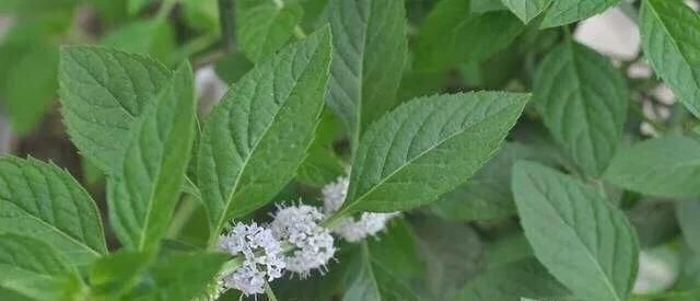 病虫害|家里花草长了白粉虱怎么办不用喷药,3招就消灭光,花儿长得旺