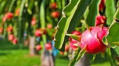 白蛋白|很有营养的3种食物，经常食用，营养全面，滋润肌肤，越吃越年轻