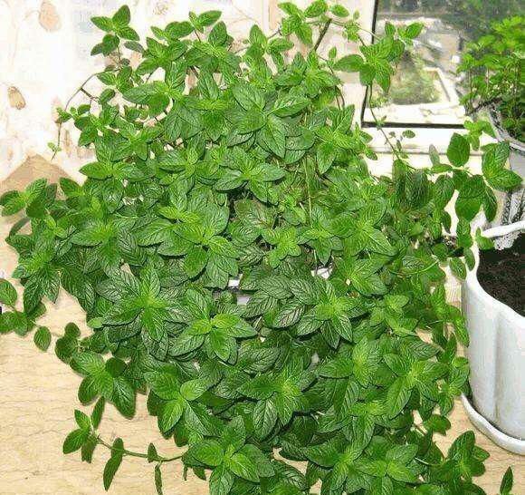 卫生间就养这“4种盆栽”,去异味,吸潮气,养眼好打理