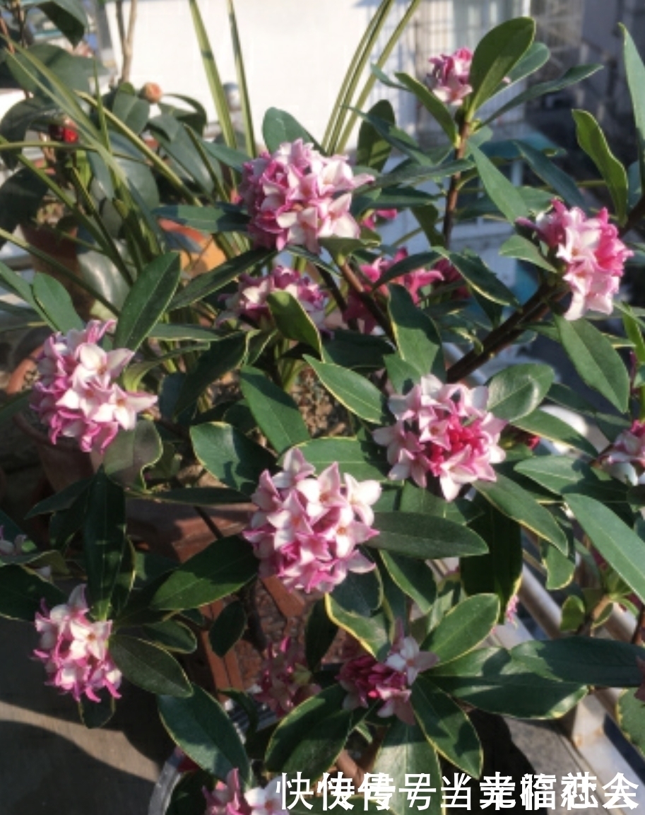 花友们|这四种花最怕过夏天,提前做好度夏保护,秋凉又开花