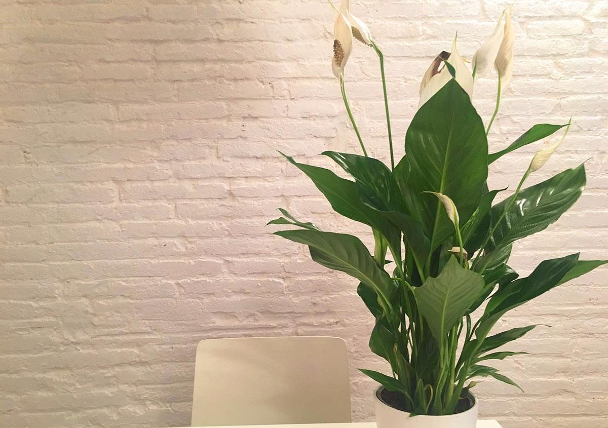 到了深秋，拿这3样“废物制肥”，养花效果显著，还不用花钱