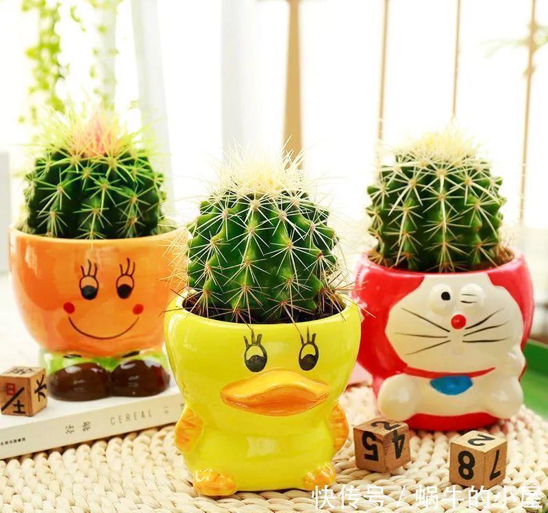 卧室养花有“三不养”,又有“三必养”,你养对了吗