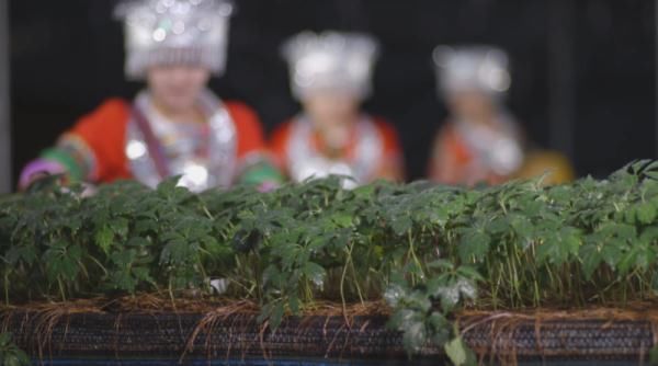 北回归线|文山三七宣传片——《时光里的三七》