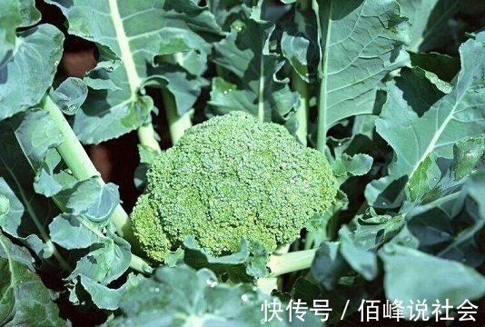 绿菜花|西兰花配上此物,连吃7天,肝脏强壮了,脂肪没了,身体更棒了!