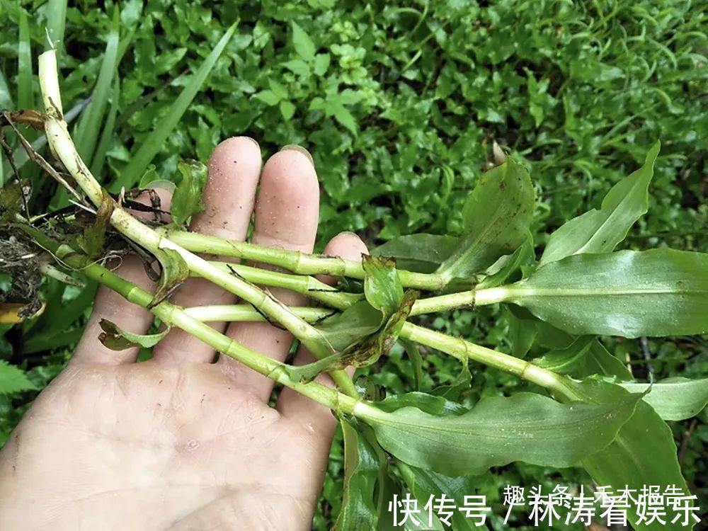 大苞|俗称“癌草”,价值很珍贵,用来炖豆腐是一绝,可别当杂草除掉了