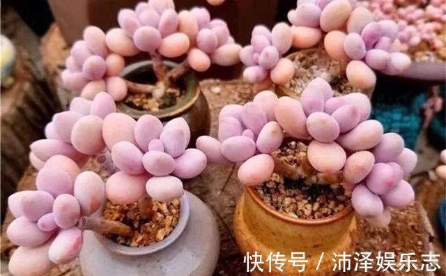 土壤|8月养多肉，出现3个“信号”要懂，要不腐烂、黄叶，剩下空盆