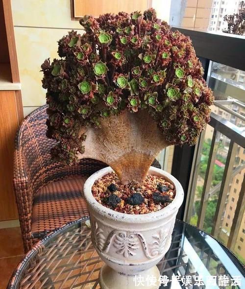 一日三餐|养肉的最高境界,多肉都缀化了,长成了小树桩,像极了孔雀开屏