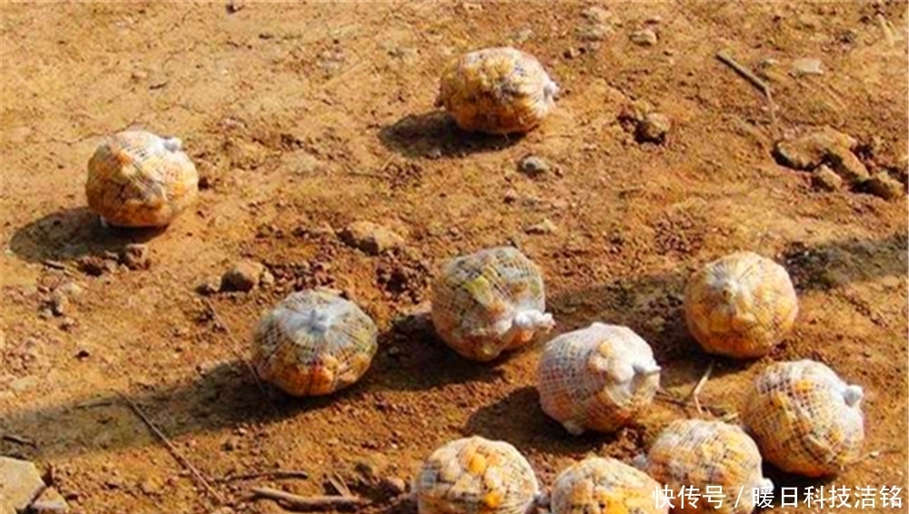 夏季|夏季手竿钓鲤鱼的“5大招式”,外行看热闹,内行人才懂这些门道