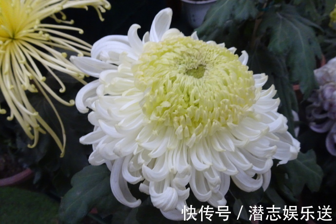 菊花|喜欢菊花,不如养盆“祝寿菊花”国华八十祝,桃吐丹霞,雍容华贵