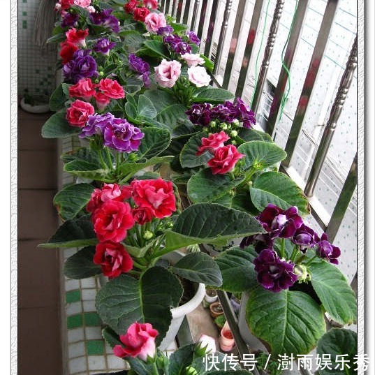 13种“阴冷花”，客厅没光照，长得更旺，越晒越难看