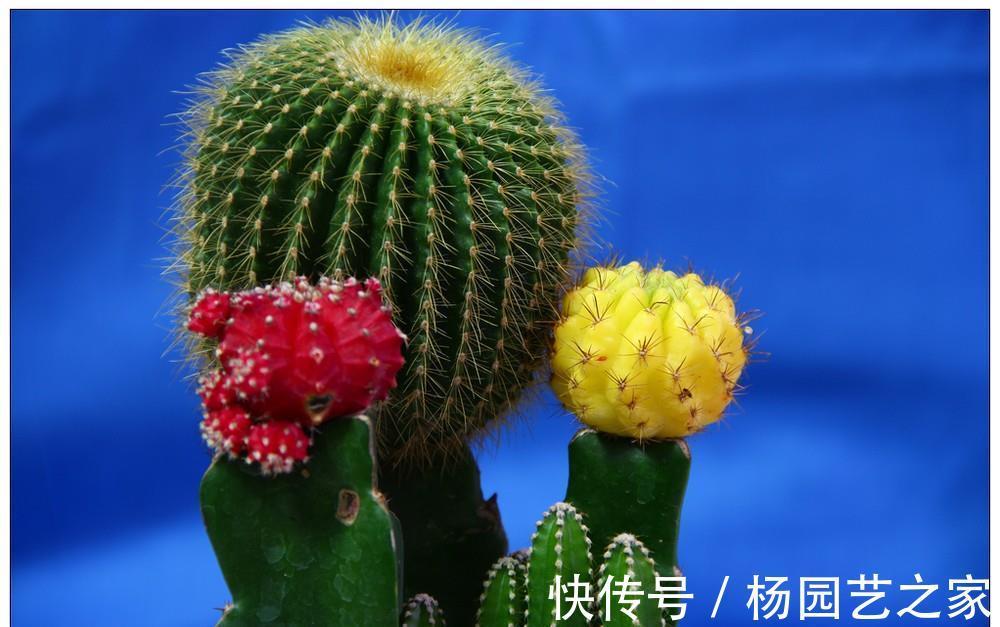 植物|养花,室内不能贪多,客厅养几盆,每间卧室放一两盆就足够