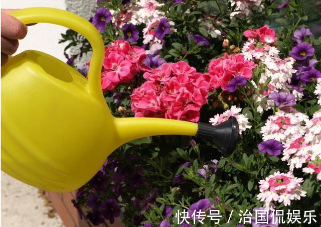 浇花|再好养的花,也不能这么浇水,正确方法要知道!