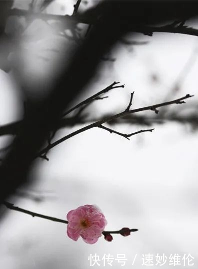 暗香疏影，踏雪寻梅