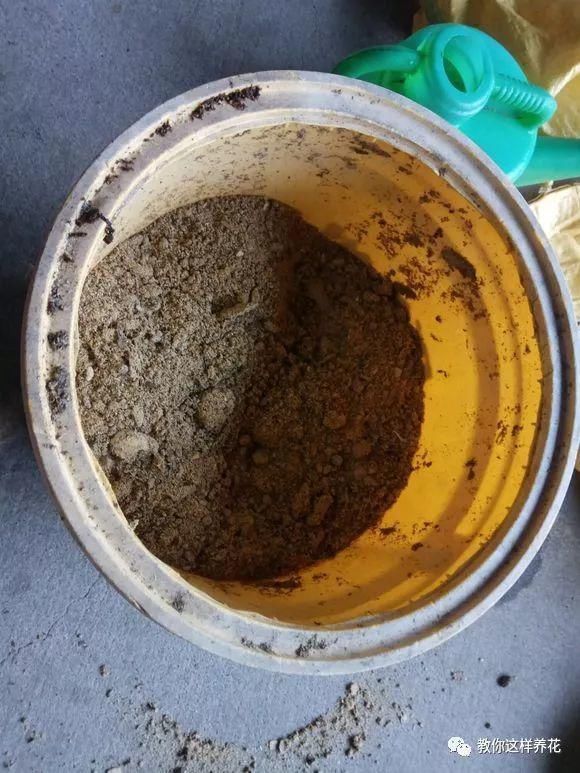 4种“壳”每家都有,丢盆里疏松透气,2年不用换盆,长得旺!