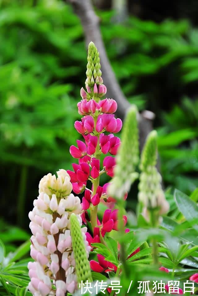 土壤肥料|盆栽的鲁冰花超美,用“五彩斑斓”来形容一点也不过分