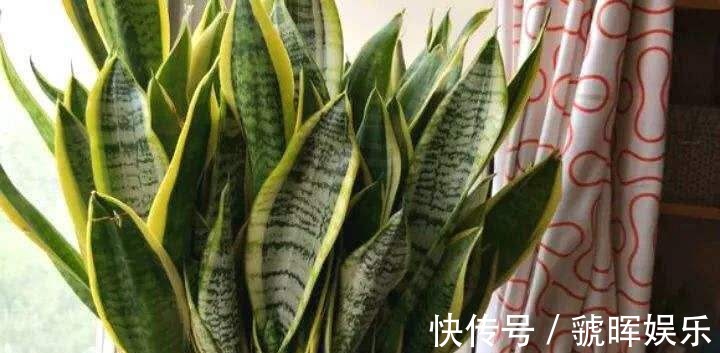 华友们|打开虎皮兰这个神秘机关,疯狂冒芽摁不住,简直把盆撑炸!