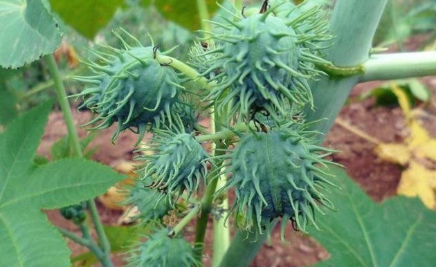 蓖麻油|这种剧毒植物，被称为“生化武器”，为何我们还要种植