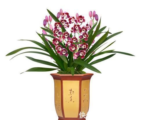 中华红|被誉为国兰“第一红”，建兰中华红，香味扑鼻，曾被兰友抢购一空