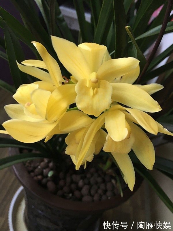 喜欢牡丹，不妨养盆“精品玫瑰”红色伊甸园，开花爆盆，花比叶多