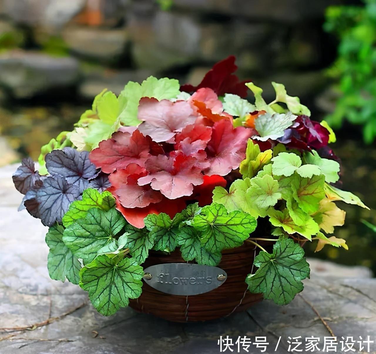 长得不好看?越冷越鲜艳,叶子七彩色,花叶具美的寒冬“颜值王”