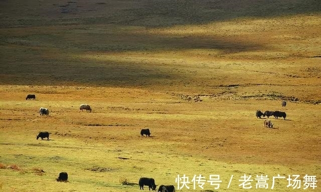 营地|川西塔公草原一个可同时看到雅拉雪山和贡嘎雪山的露营理想地