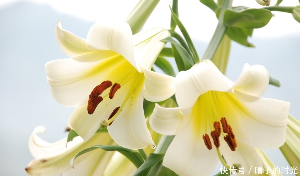 鸡蛋与此物一起煮,常喝补气补血、清心安神益智,主治小儿多动症