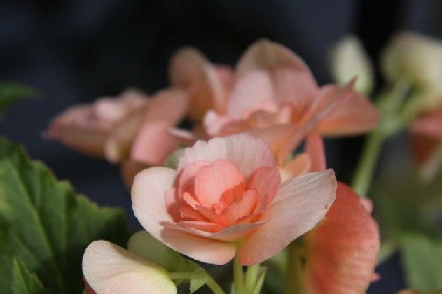 以下几种盆栽花卉，好看又好养，花期也长，可以四季开花