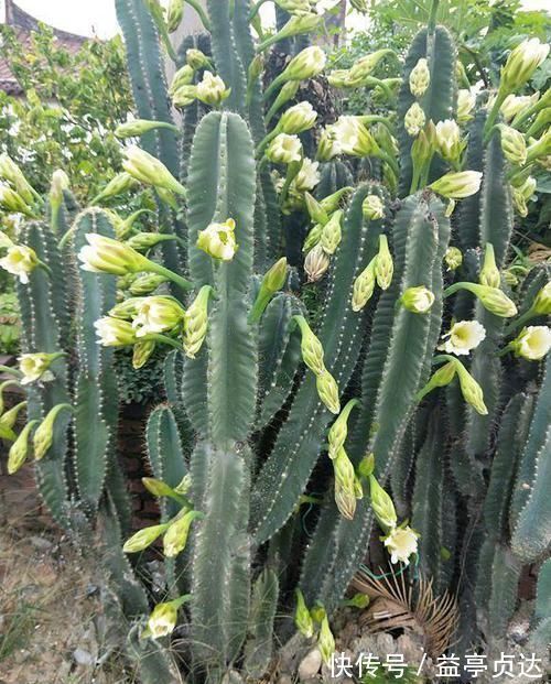 十种防辐射的绿植,装点家居好帮手,还能净化空气防辐射